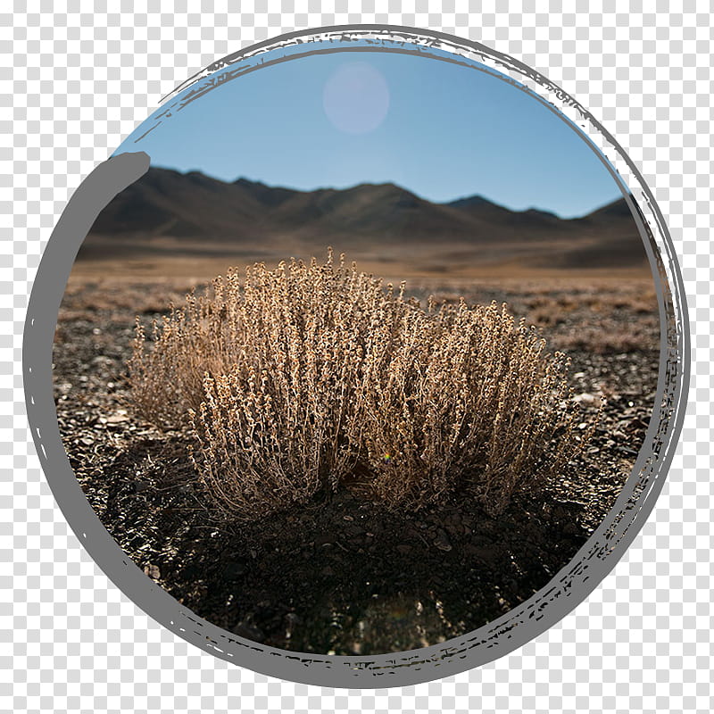 Asian People, Plants, Tajikistan, Shrub, Height, Ecosystem, Centimeter, Author transparent background PNG clipart