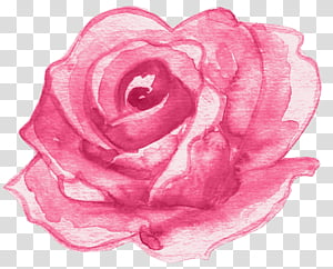 Watercolor Pink Flowers, Garden Roses, Drawing, Floral Design, Watercolor Painting, Cut Flowers, Petal, Flor Decoracion transparent background PNG clipart thumbnail