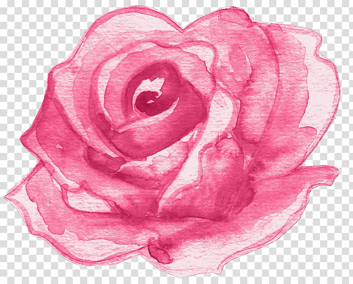 Watercolor Pink Flowers, Garden Roses, Drawing, Floral Design, Watercolor Painting, Cut Flowers, Petal, Flor Decoracion transparent background PNG clipart Watercolor Pink Flowers, Garden Roses, Drawing, Floral Design, Watercolor Painting, Cut Flowers, Petal, Flor Decoracion transparent background PNG clipart