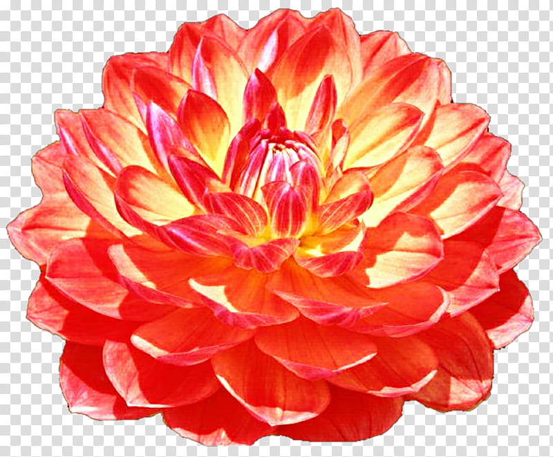 Sun Burst Dahlia transparent background PNG clipart