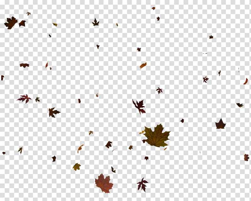 D Flying Leaves, assorted color maple leaves transparent background PNG clipart