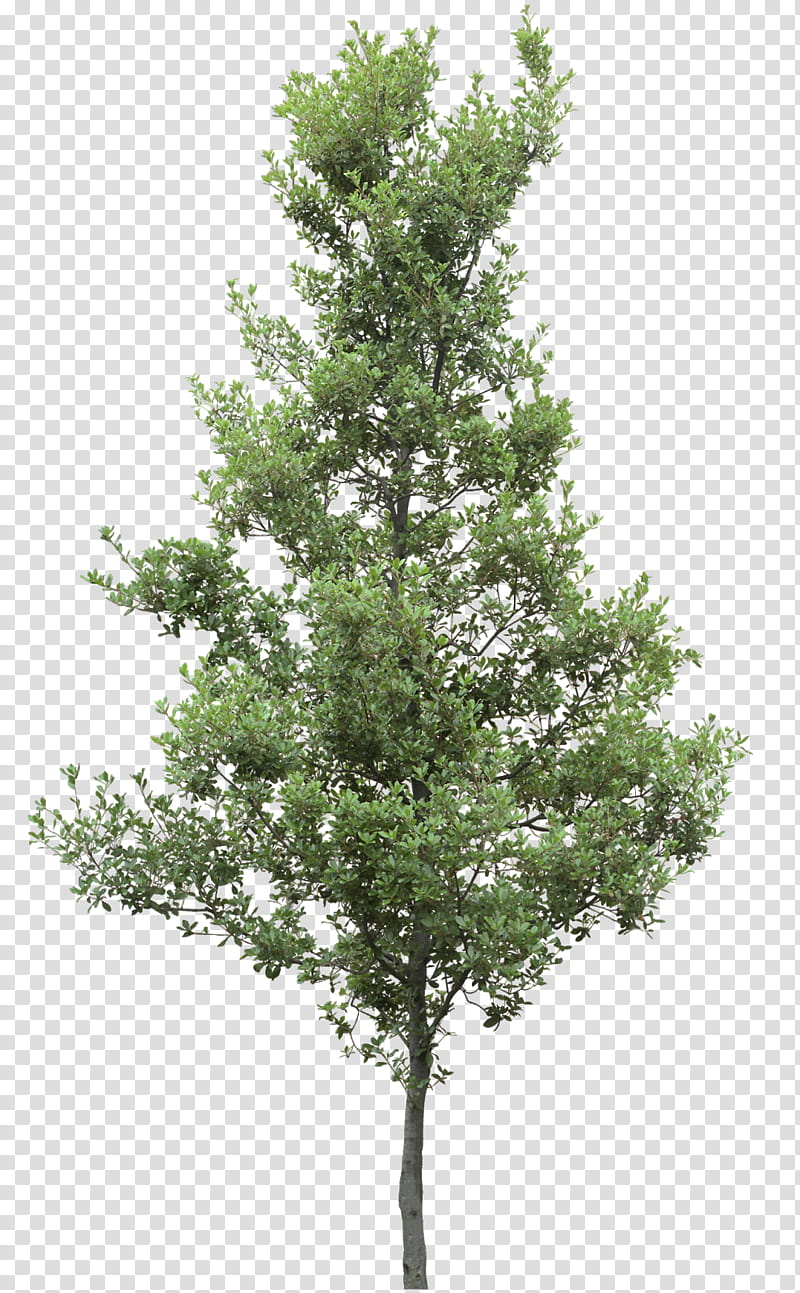 Family Tree, Plants, Larch, Oak, Branch, Shrub, Architecture, Blog ...