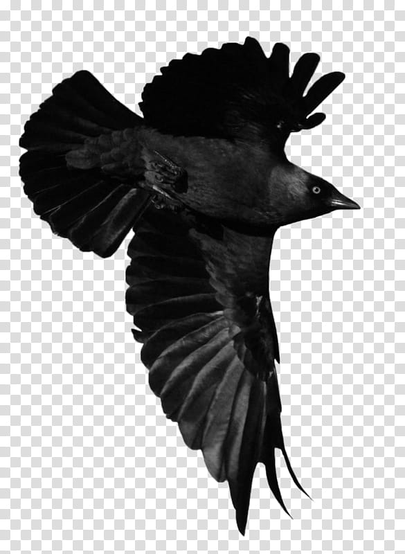 Bird Silhouette, American Crow, Animal, Common Raven, Poetry, Artist, Beak, Creative Work transparent background PNG clipart