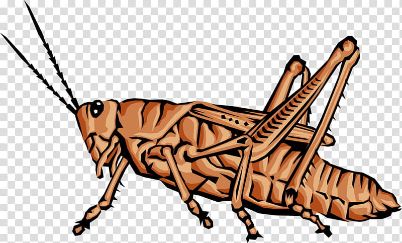 Cartoon Spider, Grasshopper, Animal, Beetle, Cricket, Ecdysozoa, Flowvella, Appendage transparent background PNG clipart