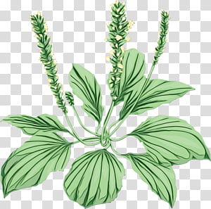 plant flower leaf flowering plant herb, Watercolor, Paint, Wet Ink, Motherwort, Herbal, Perennial Plant, Plantago transparent background PNG clipart thumbnail
