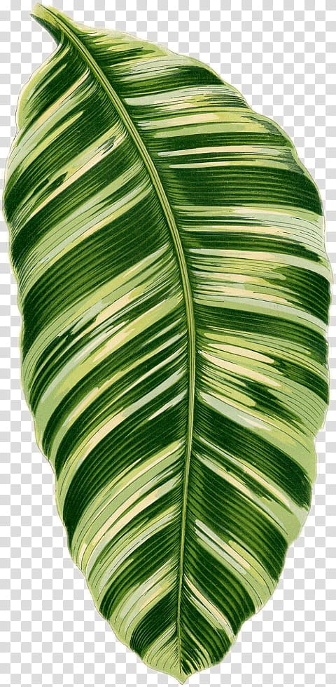 Banana Leaf, Printing, Printmaking, Paper, Tropics, Monstera, Plants, House transparent background PNG clipart