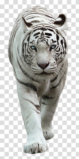 White Tiger, albino tiger transparent background PNG clipart