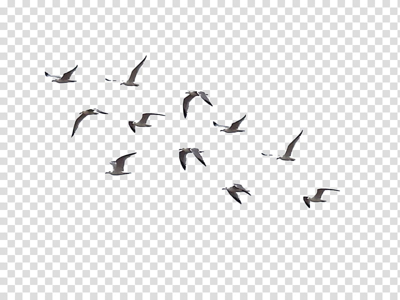 Birds , flock of flying birds during daytime transparent background PNG clipart