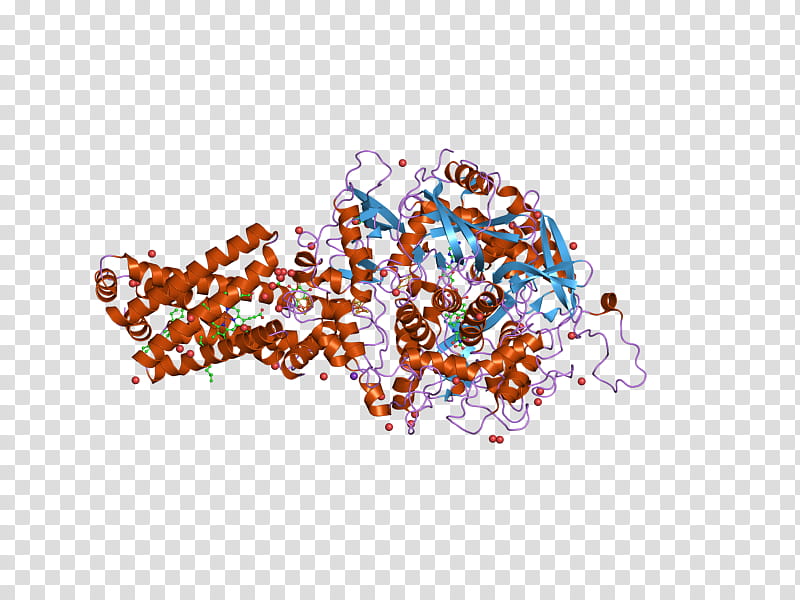 Succinate Dehydrogenase Text, Sdhb, Succinate Dehydrogenase Complex Subunit C, Sdha, Sdhd, Sukcinat Dehidrogenaza Ubihinon, Protein, Protein Subunit transparent background PNG clipart