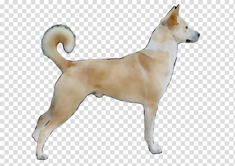 Korean, Canaan Dog, Korean Jindo, Norwegian Buhund, Ancient Dog Breeds, Pariah Dog, Norway, Crossbreed transparent background PNG clipart