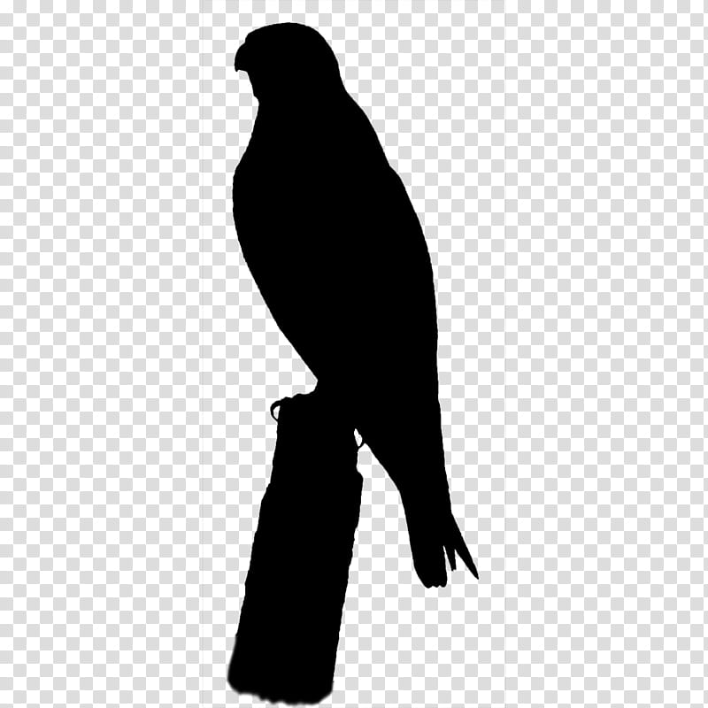 Bird Silhouette, Beak, Bird Of Prey, Kite, Falcon, Falconiformes, Blackandwhite transparent background PNG clipart