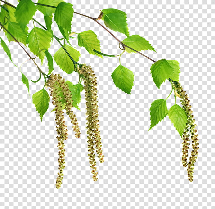 Family Tree, Birch, Twig, Bud, Bark, Grey Alder, Plant, Flower transparent background PNG clipart