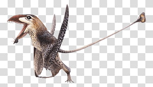 Nyctosaurus Pterodactyloidea Ornithocheiroidea Dinosaur Pteranodon PNG,  Clipart, Accord, Antler, Austriadactylus, Dinosaur, Fantasy Free PNG  Download