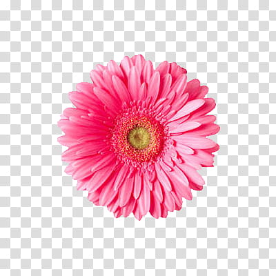 Flowers World, pink gerbera daisy transparent background PNG clipart