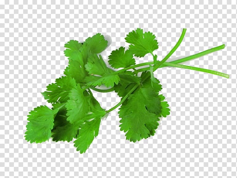 Basil Leaf, Coriander, Herb, Parsley, Flavor, Coriander Seed, Extract, Umbellifers transparent background PNG clipart