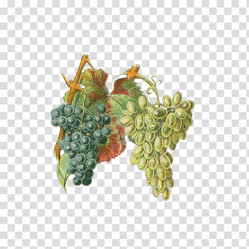 Fruit, green and purple grapes illustration transparent background PNG clipart