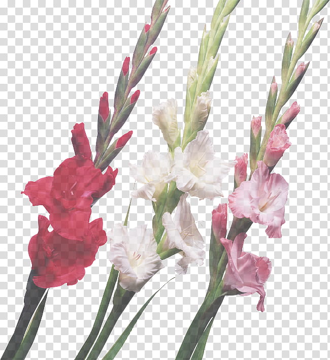 flower flowering plant plant gladiolus cut flowers, Pedicel, Iris Family, Petal, Plant Stem transparent background PNG clipart