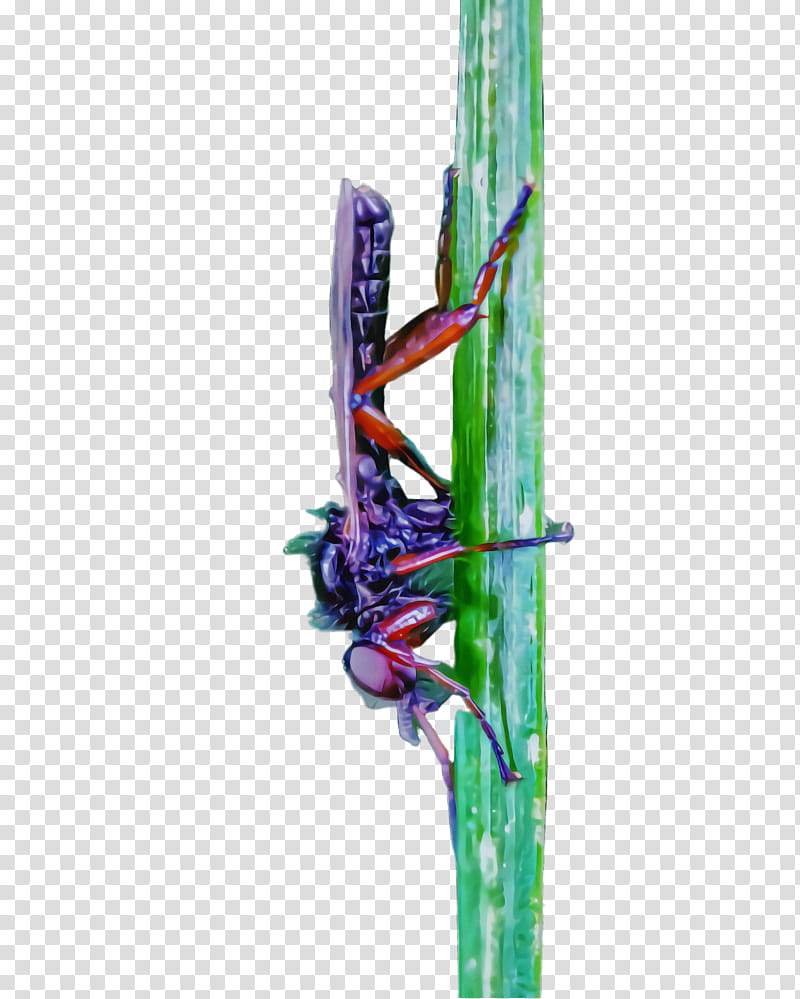 insect plant stem plant dragonflies and damseflies dragonfly, Flower transparent background PNG clipart