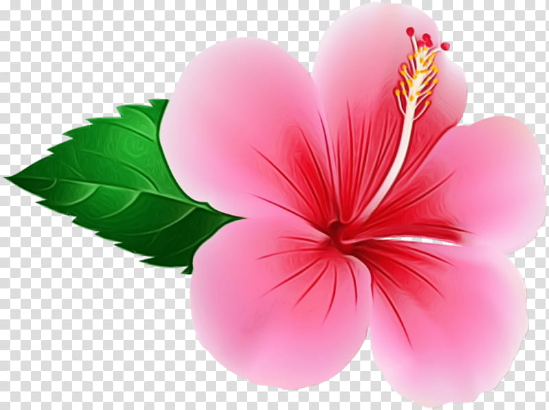 pink petal flower hibiscus plant, Watercolor, Paint, Wet Ink, Hawaiian Hibiscus, Flowering Plant, Mallow Family transparent background PNG clipart