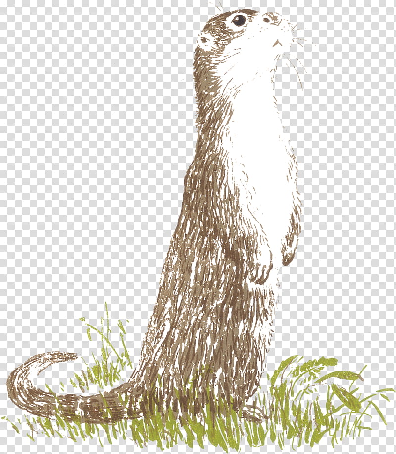 Otter, Whiskers, Beaver, Eurasian Otter, Cat, Marmot, Mustelids, Tail transparent background PNG clipart