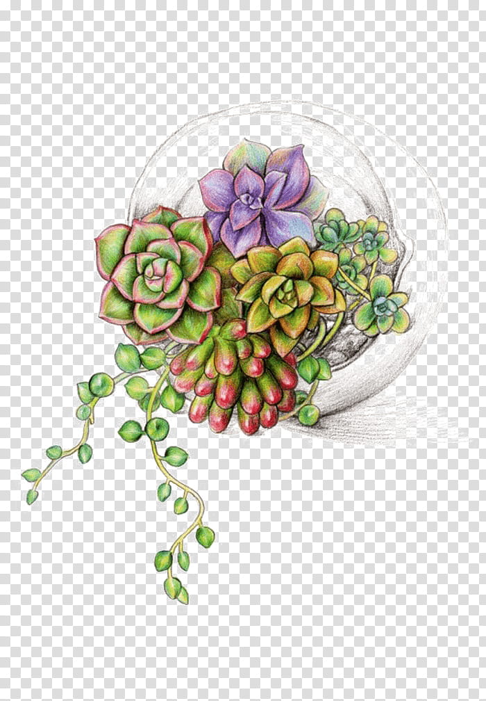 Flowers, Succulent Plant, Watercolor Painting, Sedum Rubrotinctum, Cactus, Penjing, Plants, Leaf transparent background PNG clipart