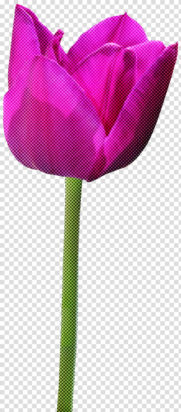 tulip pink flower violet magenta, Purple, Petal, Plant transparent background PNG clipart