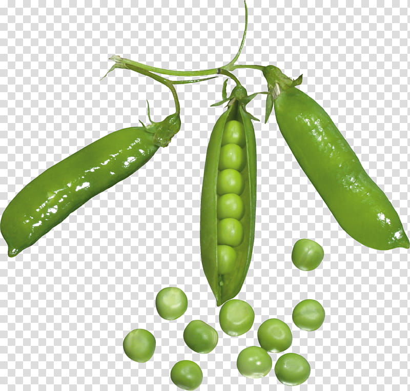 Snow, Vegetarian Cuisine, Pea Soup, Snow Pea, Vegetable, Snap Pea, Food, Legume transparent background PNG clipart