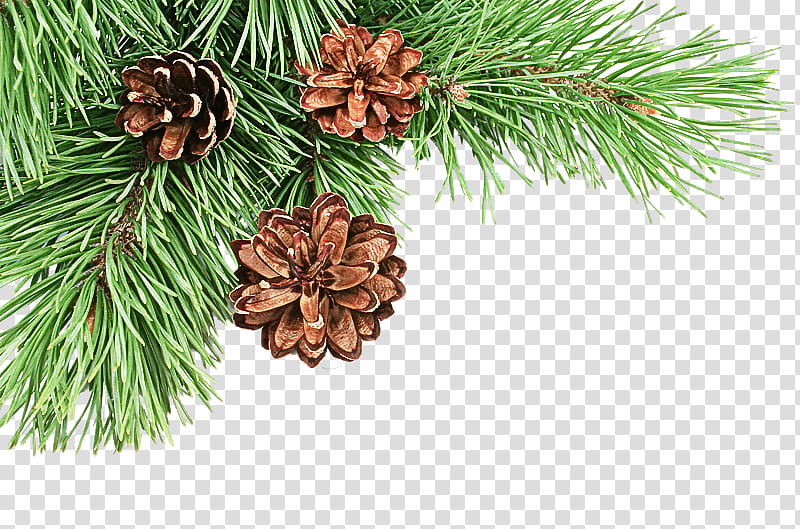 shortleaf black spruce sugar pine columbian spruce white pine red pine, Jack Pine, Yellow Fir, Balsam Fir, Loblolly Pine, Colorado Spruce transparent background PNG clipart