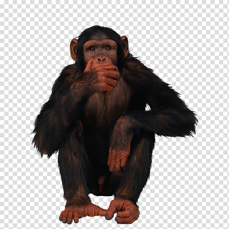 Monkey, Common Chimpanzee, Gorilla, Orangutan, Ape, Great Apes, Fur transparent background PNG clipart