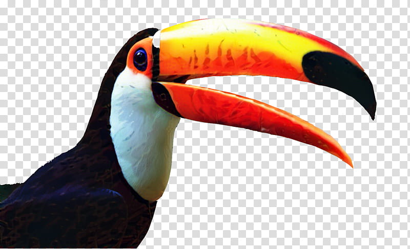 Hornbill Bird, Toucan, Toco Toucan, Beak, Drawing, Feather, Piciformes transparent background PNG clipart