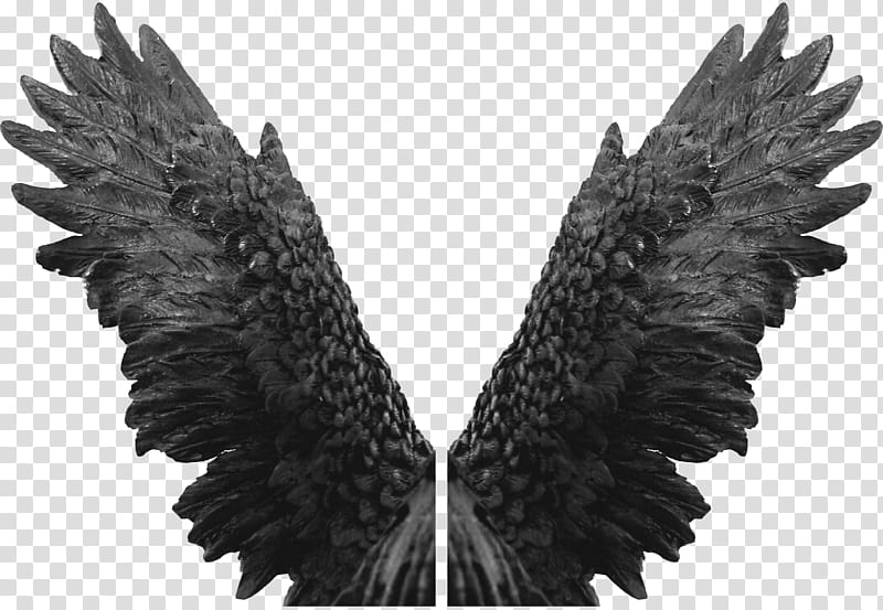 Black Wings Transparent PNG Image