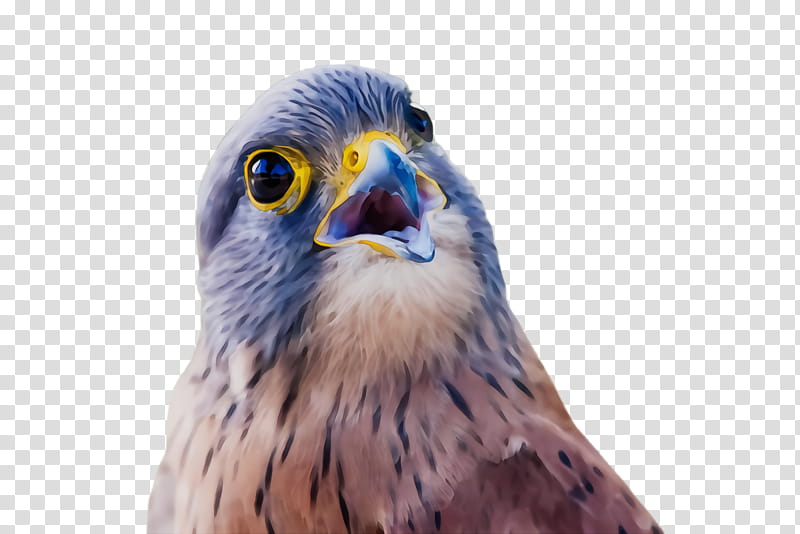 bird beak bird of prey peregrine falcon kite, Watercolor, Paint, Wet Ink, Hawk, Closeup transparent background PNG clipart
