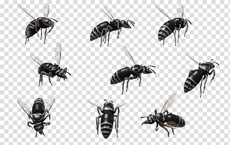 Bald Faced Hornet , group of wasp illustration transparent background PNG clipart