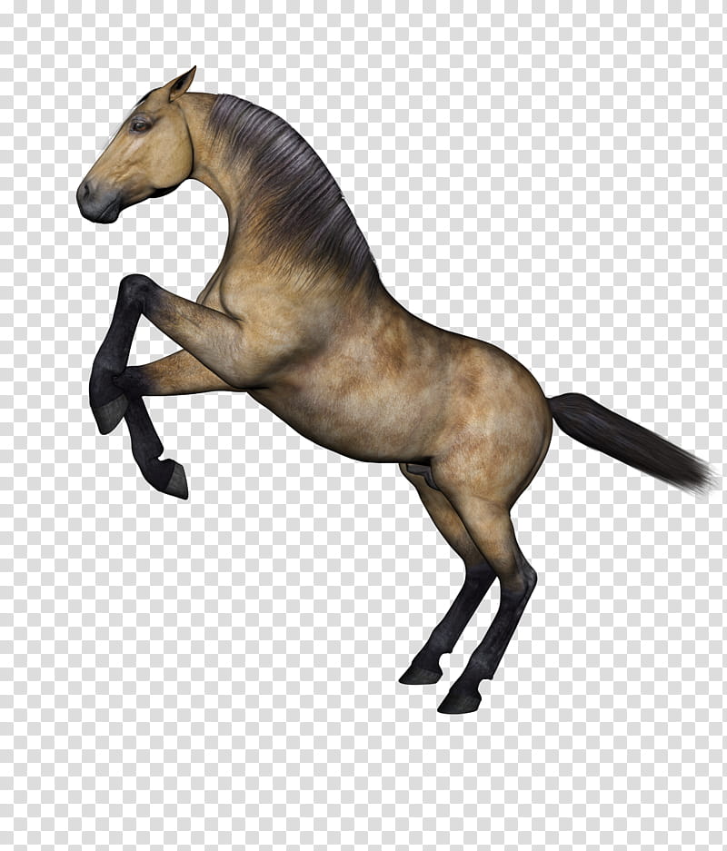 Horses , brown and black horse art transparent background PNG clipart