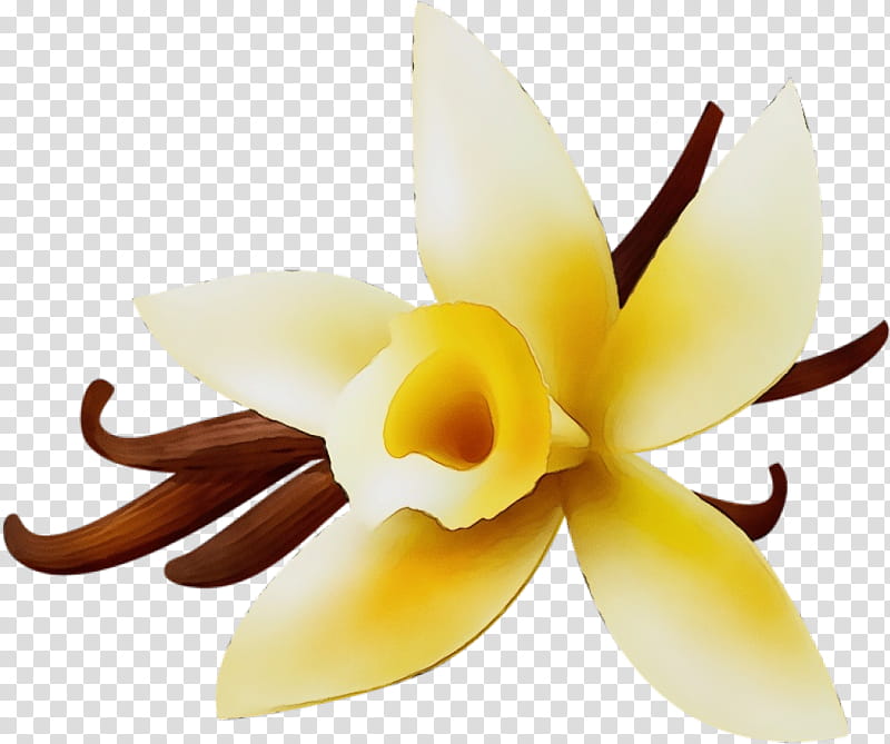 petal flower yellow plant vanilla, Watercolor, Paint, Wet Ink, Flowering Plant, Cattleya transparent background PNG clipart