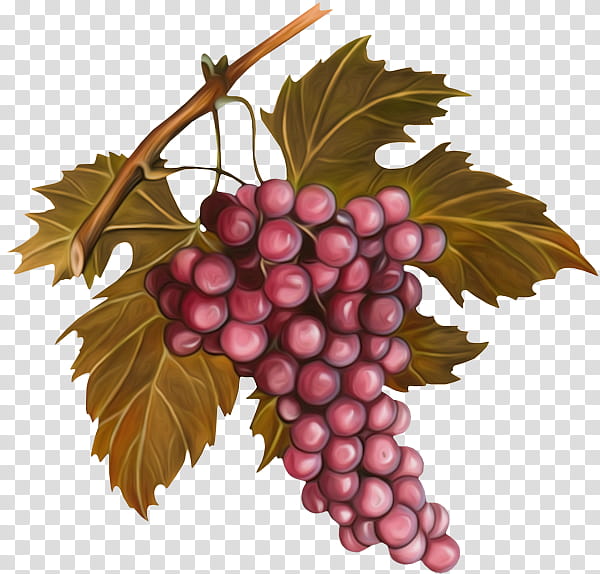 Family Tree, Grape, Grape Seed Oil, Pit, Wine, Vignoble De Chablis, Pinot Noir, Vigne transparent background PNG clipart