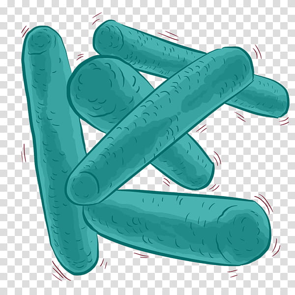 Bacteria, Lactobacillus, Probiotic, Bifidobacterium Longum, Streptococcus Thermophilus, Germfree Animal, Intestine, Grayscale transparent background PNG clipart
