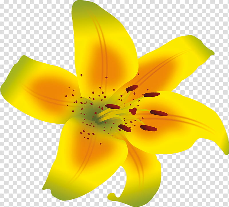 Lily Flower, Pollen, Daylily, Lily M, Yellow, Petal, Plant, Closeup transparent background PNG clipart