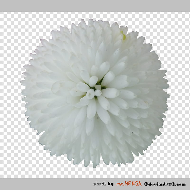 Bellis white transparent background PNG clipart