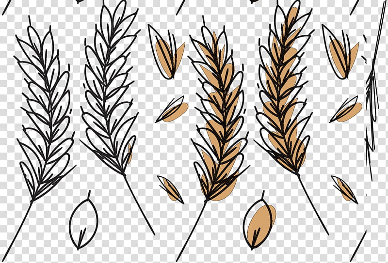 Leaf, Emmer, Plant Stem, Plants, Wheat, Elymus Repens, White Pine, Grass Family transparent background PNG clipart