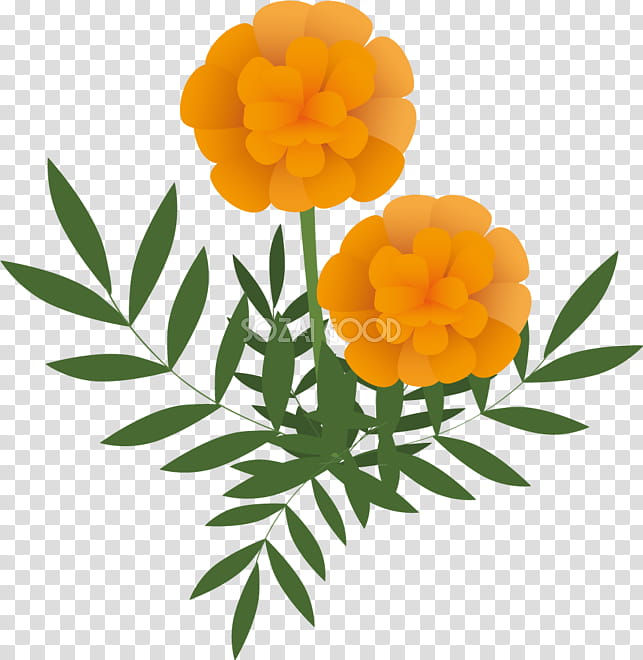 Marigold Flower, Man, Collagen, Lutein, Yellow, Plants, Woman, Eye transparent background PNG clipart