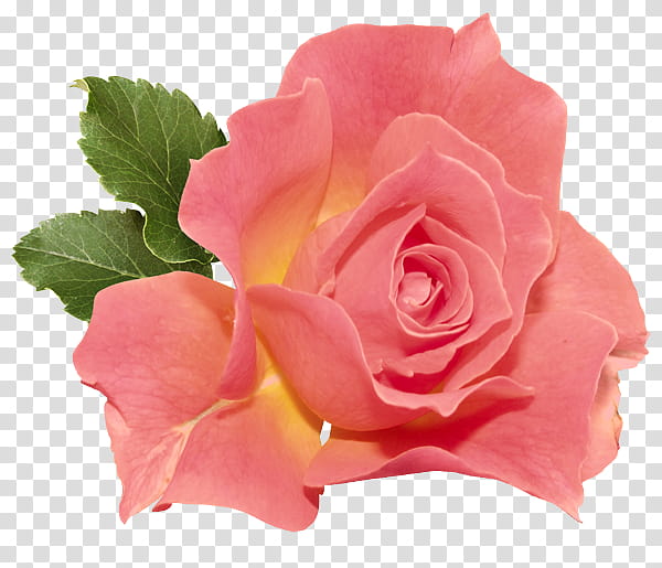 Garden roses, Flower, Pink, Petal, Rose Family, Hybrid Tea Rose, Plant, Flowering Plant transparent background PNG clipart