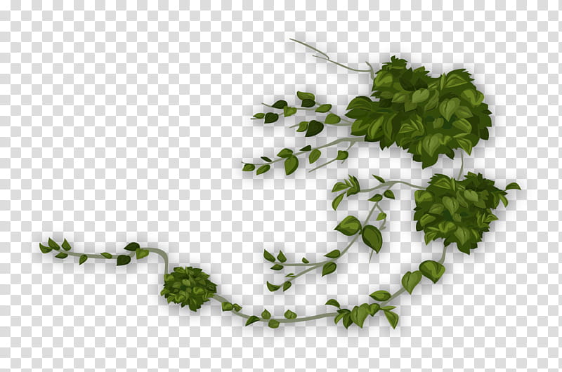 Green Grass, Drawing, Leaf, Plant, Tree, Branch, Herb, Leaf Vegetable transparent background PNG clipart