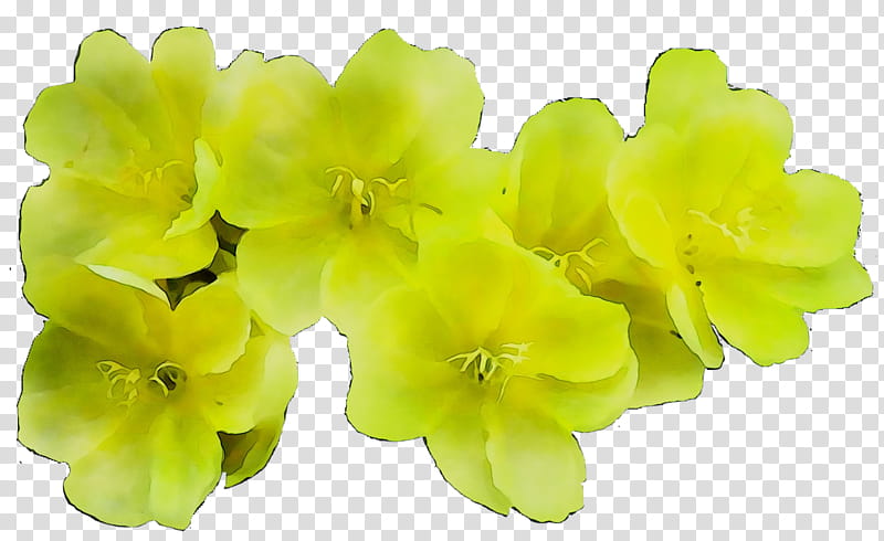 Artificial Flower, Yellow, Herbaceous Plant, Plants, Petal, Wood Sorrel Family, Evening Primrose Family transparent background PNG clipart