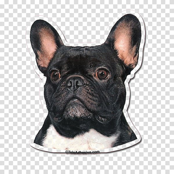 Dog And Cat, French Bulldog, Toy Bulldog, Companion Dog, American Bulldog, Sticker, Breed, Pet transparent background PNG clipart