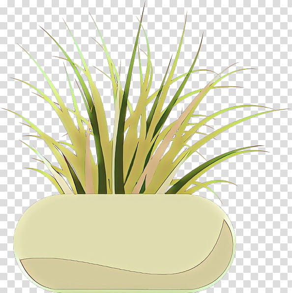 grass plant yellow grass family flowerpot, Cartoon, Houseplant, Herb, Lemongrass transparent background PNG clipart