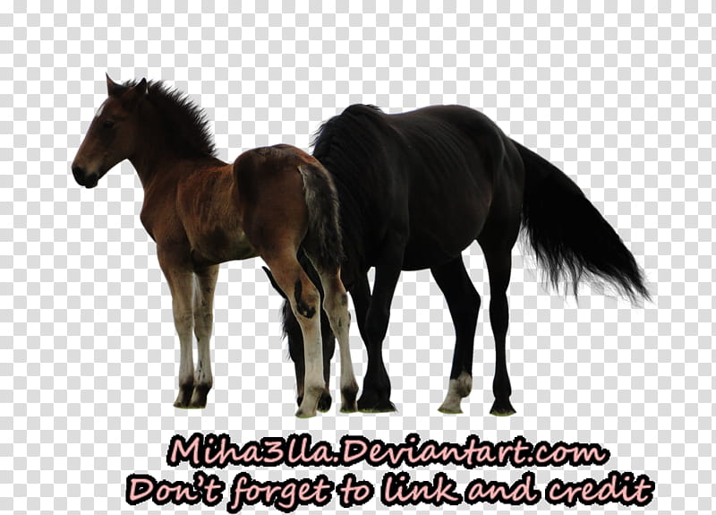 Horse precut , black and brown horses transparent background PNG clipart