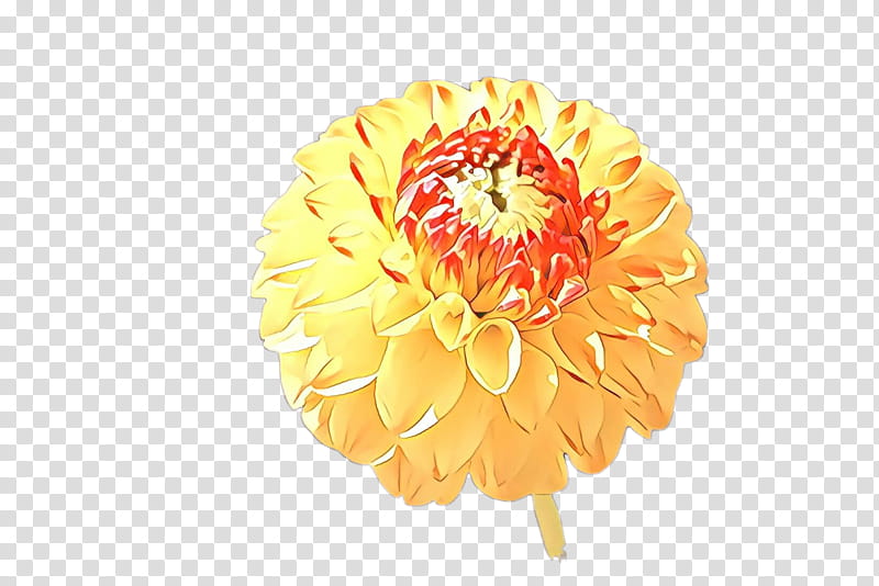 Orange, Yellow, Flower, Petal, Gerbera, Plant, Cut Flowers, Peach transparent background PNG clipart