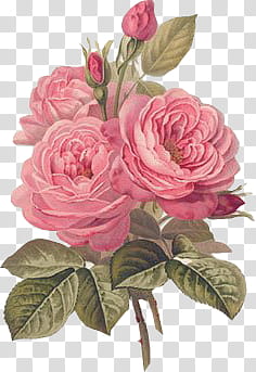 vintagefloral pk, pink roses transparent background PNG clipart