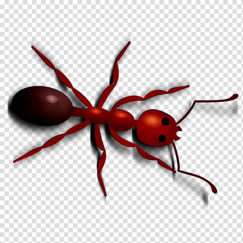 Ant, Insect, Membrane, Pest, Spider, Membranewinged Insect, Arachnid transparent background PNG clipart